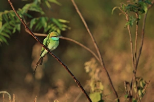 Sri Lanka Prints: Little Green Bee-eater (Merops orientalis) adult, perched on twig, Sri Lanka, February