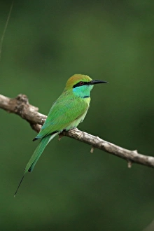 Little Green Bee-eater (Merops orientalis) adult, perched on twig, Sri Lanka, February