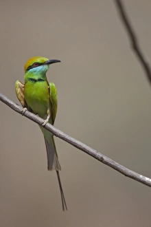 Madhya Pradesh Prints: Little Green Bee-eater (Merops orientalis) adult
