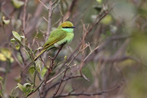 Little Green Bee-eater (Merops orientalis) adult, perched on twig, Keoladeo Ghana N. P. (Bharatpur), Rajasthan, India, november