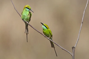 Madhya Pradesh Prints: Little Green Bee-eater (Merops orientalis) two adults