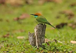 Little Green Bee-eater (Merops orientalis ceylonicus) endemic race, adult, perched on stump, Sri Lanka, december