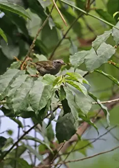 Rainforest Prints: Little Grey Greenbul (Eurillas gracilis extremus) adult