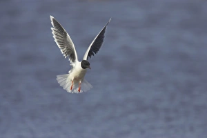 Little Gull (Larus minutus) adult, summer plumage, in flight over lake, Hailuoto Island, Oulu, Finland