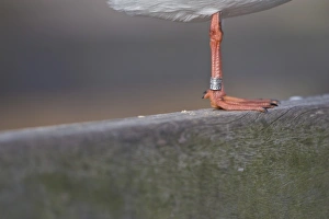 Little Gull (Larus minutus) adult, close-up of leg with ring, Dorset, England, november