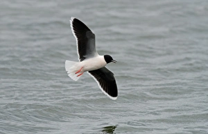 Little Gull (Larus minutus) adult, breeding plumage, in flight over water, Seaforth, Merseyside, England, April