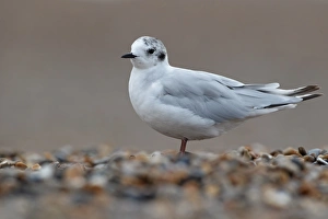 Gulls Prints: Little Gull (Larus minutus) immature