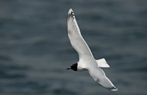 Little Gull (Larus minutus) immature, second summer plumage, in flight over water, Seaforth, Merseyside, England, May