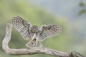 Little Owl (Athene noctua) adult, in flight, landing on dead branch in farmland, West Yorkshire, England, June