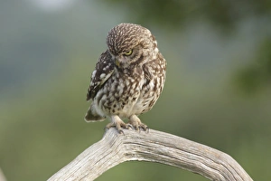 Owls Prints: Little Owl (Athene noctua) adult