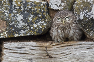 Little Owl (Athene noctua) adult, standing at hole in stone outbuilding, Berwickshire, Scottish Borders, Scotland