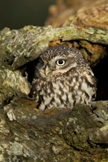 Hollow Prints: Little Owl (Athene noctua) adult