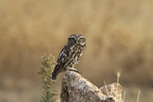 Little Owl (Athene noctua) adult, perched on rock, Extremadura, Spain, september