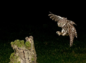 Lands Prints: Little Owl (Athene noctua) adult