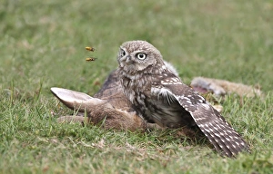 Carrion Prints: Little Owl (Athene noctua) adult
