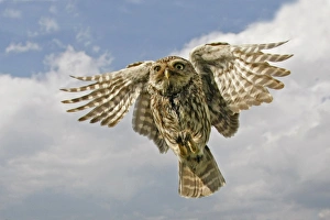 Little Owl (Athene noctua) adult, in flight, Leicestershire, England, july