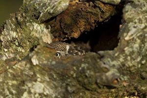 Little Owl (Athene noctua) adult, at hole in birch tree, North Yorkshire, England, november (captive)