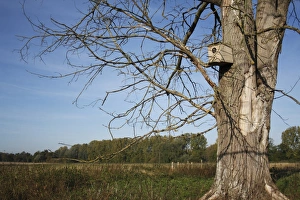 Little Owl (Athene noctua) adult, at nestbox entrance in dead tree, at edge of pasture in breckland habitat, Knettishall Heath Country Park, Suffolk, England, october