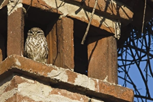 Little Owl (Athene noctua) adult, roosting on chimney, Italy