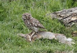 Little Owl (Athene noctua) adult, feeding on European Rabbit (Oryctolagus cuniculus) carcass in meadow, Leicestershire, England, june