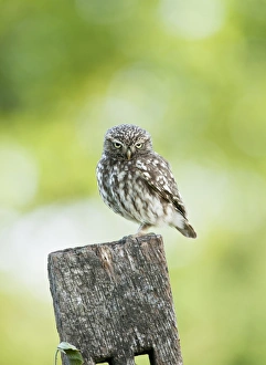 Post Prints: Little Owl (Athene noctua) adult, standing on post, Pevensey Levels, East Sussex, England