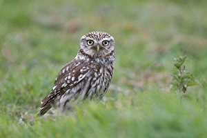 Little Owl (Athene noctua) adult, standing in grass on meadow, Leicestershire, England, may
