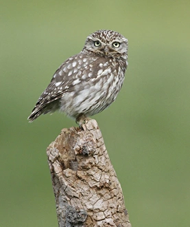 Little Owl (Athene noctua) adult, standing on tree stump, Leicestershire, England, june