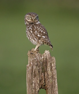 Little Owl (Athene noctua) adult, standing on fencepost, Leicestershire, England, may