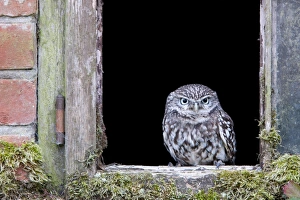 Little Owl (Athene noctua) adult, perched at window of old building, Norfolk, England, september