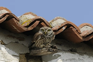 Aegean Prints: Little Owl (Athene noctua) adult