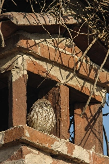 Little Owl (Athene noctua) adult, roosting on chimney under White Stork (Ciconia ciconia) nest, Italy, December
