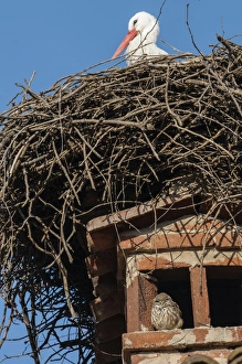 Little Owl (Athene noctua) adult, roosting on chimney under White Stork (Ciconia ciconia) nest, Italy, December