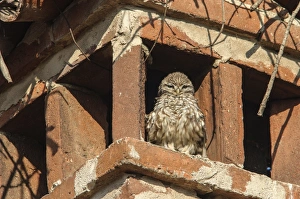 Little Owl (Athene noctua) adult, roosting on chimney under White Stork (Ciconia ciconia) nest, Italy, December