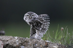Little Owl (Athene noctua) adult, wing stretching, Norfolk, England, September