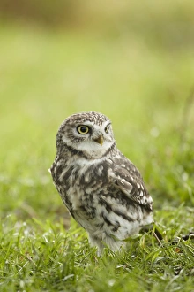 Little Owl (Athene noctua) adult, standing on grassy field, Worcestershire, England, November