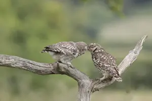 Parent Prints: Little Owl (Athene noctua) adult feeding grub to juvenile