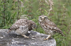 Fledglings Prints: Little Owl (Athene noctua) adult feeding young