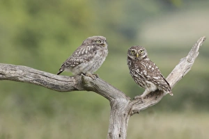 Parent Prints: Little Owl (Athene noctua) adult and juvenile