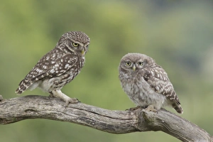 Little Owl (Athene noctua) adult and juvenile, perched on dead branch in farmland, West Yorkshire, England, July