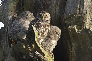 Nest Prints: Little Owl (Athene noctua) adult and two juveniles