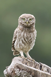 Little Owl (Athene noctua) chick, perched on tree stump nest, Berkshire, England