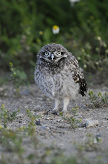 Little Owl (Athene noctua) chick, recently fledged, standing on ground, Norfolk, England, July