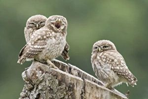 Yawning Prints: Little Owl (Athene noctua) three chicks