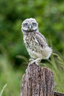 Fledglings Prints: Little Owl (Athene noctua) fledgling chick, standing on fence, Suffolk, England, may