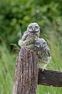 Fledglings Prints: Little Owl (Athene noctua) two fledgling chicks, standing on fence, Suffolk, England, may