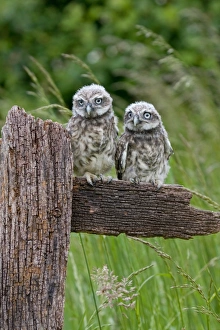 Little Owl (Athene noctua) two fledgling chicks, standing on fence, Suffolk, England, may
