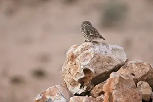 Owls Prints: Little Owl (Athene noctua glaux) North African subspecies