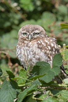 Bramble Prints: Little Owl (Athene noctua) immature, amongst brambles, captive