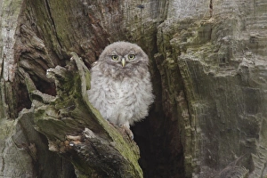Little Owl (Athene noctua) juvenile, perched beside nest cavity on tree in farmland, West Yorkshire, England, June