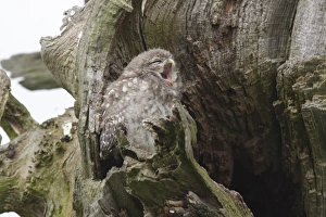 Nest Prints: Little Owl (Athene noctua) juvenile
